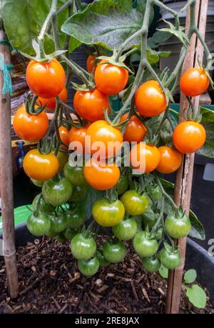 Tomate Honeycomb, une jolie variété de cerise de couleur orange doré, poussant sur la vigne dans une serre Devon. Banque D'Images