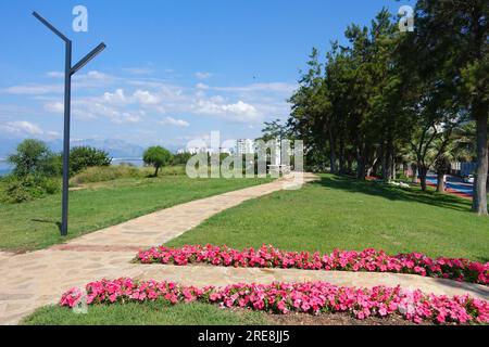 Belles fleurs rose vif sur le chemin de la côte marcher Antalya Turquie Banque D'Images