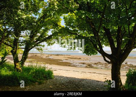 Vue à travers les arbres jusqu'à la plage de Beddmanarch Bay site d'intérêt scientifique spécial depuis le sentier côtier de Penrhos Coastal Park Île d'Anglesey pays de Galles Royaume-Uni Banque D'Images