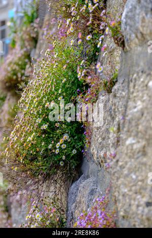 Gros plan de marguerites poussant sur un mur de granit. Banque D'Images