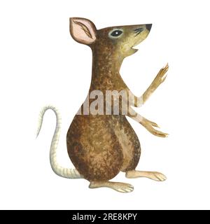Illustration aquarelle rat izolated sur un fond blanc dessiné à la main Banque D'Images