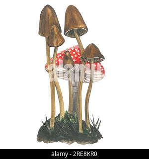 Composition d'aquarelle de champignons hallucinogènes toxiques -tabourets de crapauds pâles et agaric de mouche sur le fond isolé sur fond blanc dessiné à la main Banque D'Images