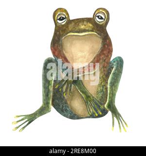 Grenouille verte tachetée. Illustration d'aquarelle dessinée à la main isolée sur fond blanc Banque D'Images