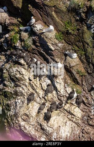 guillemot nichant sur une cheminée à St Abbs, en Écosse Banque D'Images