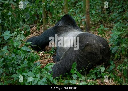 Les marques d'argent sur la marque d'un gorille de montagne argenté (Gorilla beringei beringei) dans le Parc national des Volcans, Rwanda. Banque D'Images