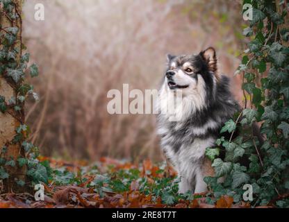 Portrait latéral du chien finlandais Lapphund assis à l'extérieur en saison d'automne Banque D'Images