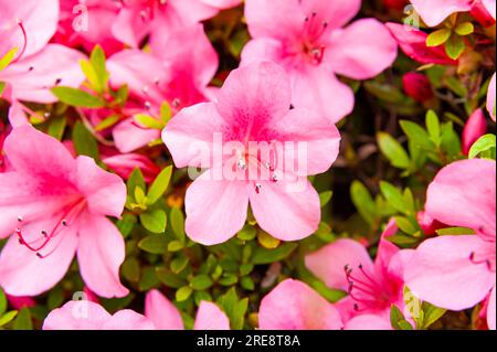 Azalea japonica ou fleurs d'azalée japonaise en gros plan. Banque D'Images