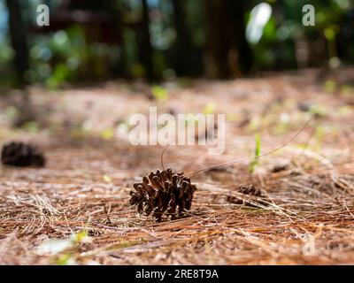 Une pomme de pin, graine de Pinus merkusii, sur le sol de la forêt. Faible profondeur de champ. Espace de copie. Banque D'Images