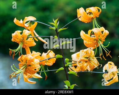 Fleurs turkscap orange du lys en fleurs d'été, Lilium henryi Banque D'Images