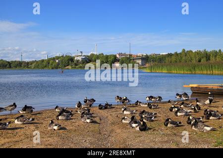 Baie de Töölö avec des oies de la barnacle sur la plage et parc d'attractions Linnanmäki en arrière-plan, Helsinki - Finlande Banque D'Images