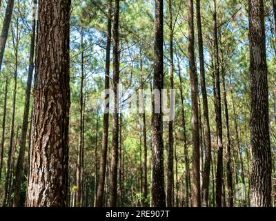 Pinus merkusii, le pin Merkus ou pin Sumatran dans la forêt, fond naturel Banque D'Images