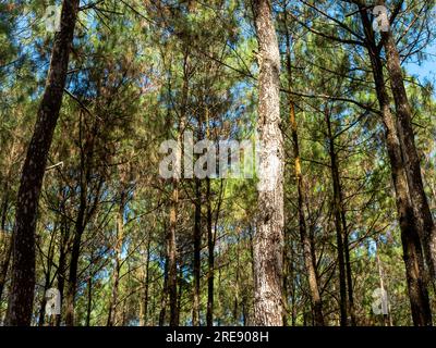 Pinus merkusii, le pin Merkus ou pin Sumatran dans la forêt, fond naturel Banque D'Images