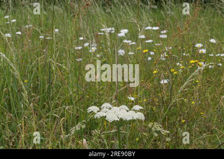 Prairie de fleurs sauvages d'été avec marmite également connue sous le nom de panais de vache ou Heracleum sphondylium, buttercups et marguerites lunaires, au Royaume-Uni, juin Banque D'Images