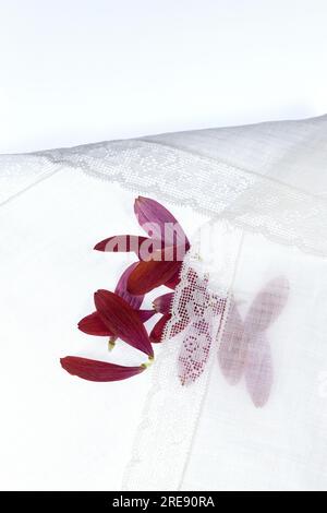 Pétales de fleurs rouges dans un délicat mouchoir blanc sur fond blanc. Banque D'Images