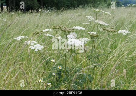 Prairie de fleurs sauvages d'été avec de l'herbe à marécage, également connu sous le nom de panais de vache ou Heracleum sphondylium, dans le Hampshire Royaume-Uni juin Banque D'Images