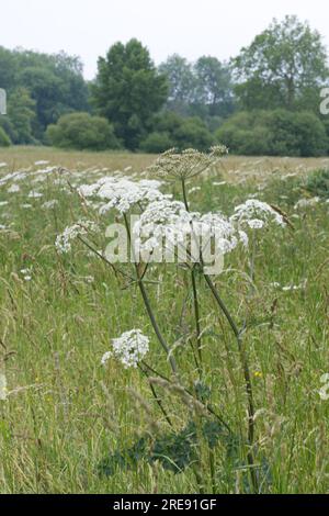 Prairie de fleurs sauvages d'été avec de l'herbe à marécage, également connu sous le nom de panais de vache ou Heracleum sphondylium, dans le Hampshire Royaume-Uni juin Banque D'Images