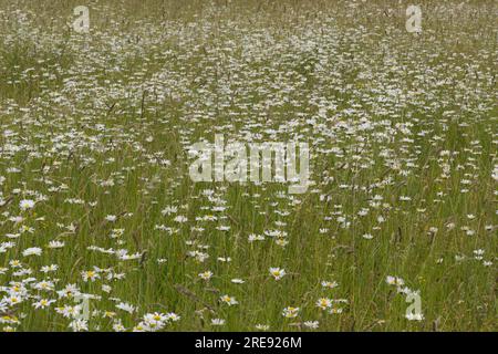 Prairie de fleurs sauvages d'été avec marguerites lunaires, également connue sous le nom de Marguerite de bœuf ou Leucanthemum vulgare, dans le Hampshire Royaume-Uni juin Banque D'Images