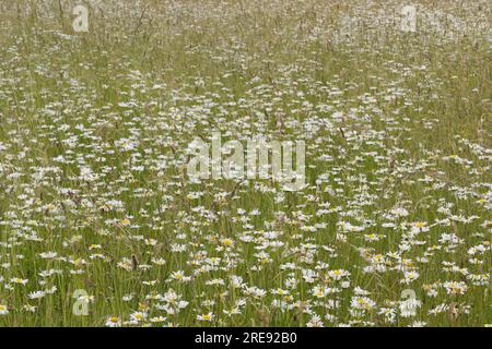 Prairie de fleurs sauvages d'été avec marguerites lunaires, également connue sous le nom de Marguerite de bœuf ou Leucanthemum vulgare, dans le Hampshire Royaume-Uni juin Banque D'Images