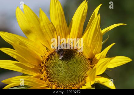 Gros plan abeille cardeuse commune (Bombus pascuorum), famille des Apidae sur tournesol commun jaune (Helianthus annuus. Été juillet, pays-Bas Banque D'Images