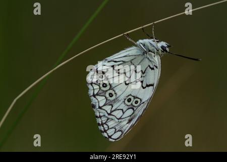 Balkan Marbled Butterfly mâle blanc, Melanargia larissa, perché Banque D'Images