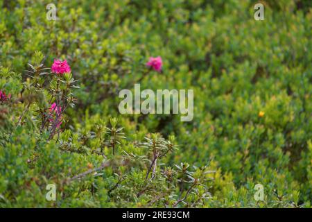 belle prairie de montagne avec des roses alpines lors d'une soirée d'été après la pluie Banque D'Images