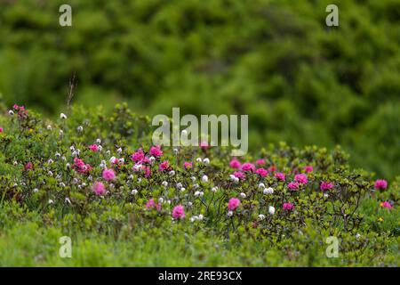 belle prairie de montagne avec des roses alpines lors d'une soirée d'été après la pluie Banque D'Images