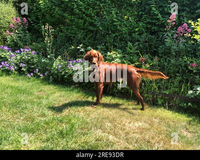 Set rouge irlandais dans le jardin Banque D'Images