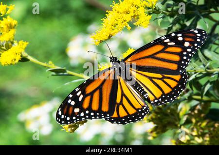 Un magnifique papillon monarque perché sur des fleurs jaunes sauvages. Banque D'Images