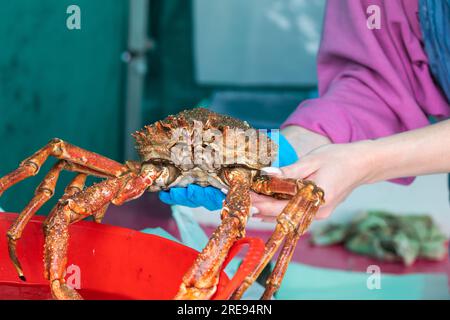 Truro, Royaume-Uni. , . Truro était vide un jour de marché terne et pluvieux sur Lemon Quay. Les prévisions sont forlight précipitations, averses de pluie légères de 19C et brise légère pour le reste de la journée. Crédit : Keith Larby/Alamy Live News Banque D'Images
