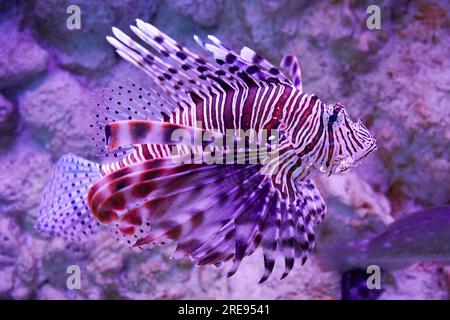 Petit poisson-lion sous l'eau dans la mer, galets et coraux sur le fond en douce mise au point. Vie sous-marine colorée de la nature Banque D'Images