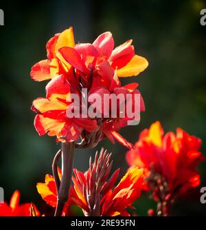 canna Lily Calgary Zoo Alberta Banque D'Images