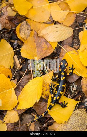 Vue de dessus de salamandre noire et jaune rampant sur les feuilles fanées dans la campagne Banque D'Images