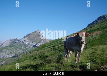 Vache paissant sur le champ pâturant dans la nature contre des montagnes rocheuses le jour d'été dans les Pyrénées aragonaises à Bisaurin, Espagne Banque D'Images