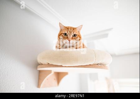 Chat mignon de gingembre allongé sur le lit par le mur près du plafond du salon moderne tout en regardant la caméra Banque D'Images