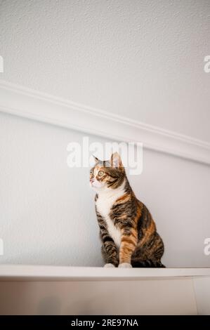 Adorable chat tabby tricolore assis sur une surface plane contre un mur blanc et regardant loin tout en se reposant dans un appartement moderne Banque D'Images