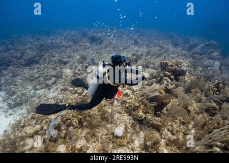 Vue latérale du plongeur nageant sous l'eau avec des bulles tout en explorant la mer claire profonde pendant la visite de plongée à Cancun Banque D'Images