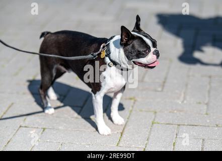 Portrait d'un Boston terrier de deux ans en Suède Banque D'Images