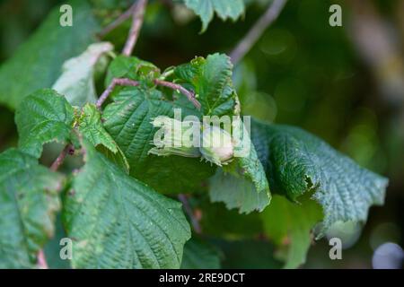 Gros plan sur les noisettes encore pendues à l'arbre. Banque D'Images