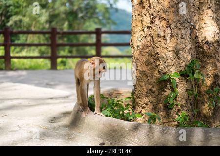 Singe sous l'arbre au parc national de Khao Yai en Thaïlande Banque D'Images