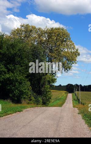 Gravier, route de campagne disparaît dans la distance comme il passe entre les cultures de maïs poussant de chaque côté. La route est dans le Wisconsin. Banque D'Images