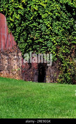 Voûtée, la porte est envahie de lierre. Cette entrée de grange rustique, rouge et patinée se trouve dans le Wisconsin. Banque D'Images