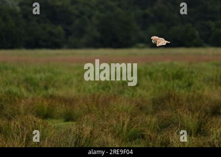 Barn Owl (Tyto alba) Norfolk le 2023 juillet Banque D'Images