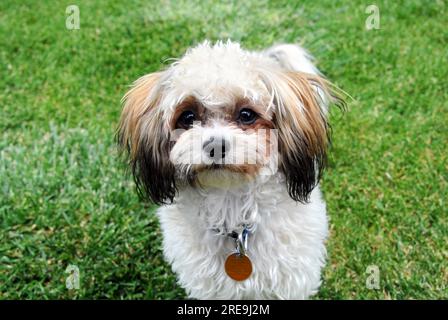 Shih Poo regarde directement dans l'appareil photo. Il porte un collier avec une étiquette orange. L'herbe verte l'entoure. Banque D'Images