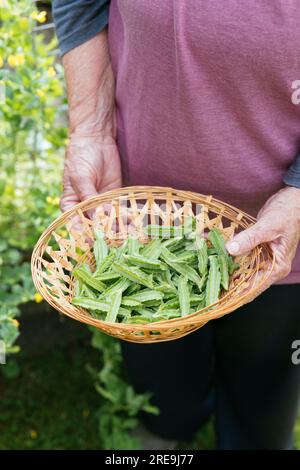 Jardinier tenant un panier avec des pois d'asperge fraîchement récoltés (Tetragonolobus purpureus ) Banque D'Images