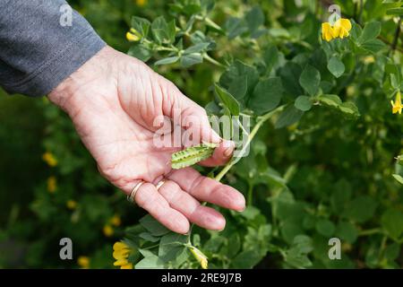 Jardinier récoltant les gousses du pois ailé (Lotus purpureus) Banque D'Images