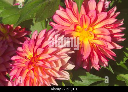 Image empilée - meilleure profondeur de champ. Semi macro. Dahlia Sunrise. Grandes fleurs roses et jaunes panachées. Centre de l'Écosse, Royaume-Uni Banque D'Images