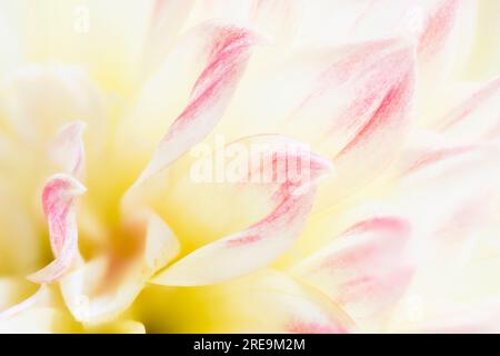 Une vue rapprochée des pétales d'une belle fleur de Dahlia rose et crème Banque D'Images
