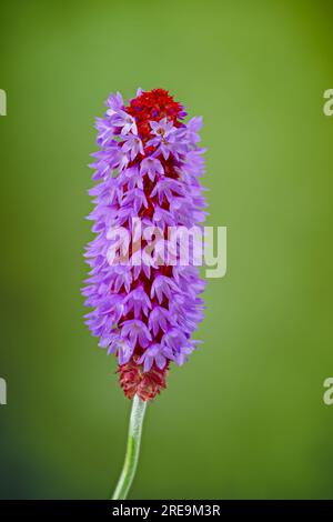 Une pointe florale de Primula vialii, qui est une plante alpine chinoise devenue populaire au Royaume-Uni, photographiée sur un fond vert Uni Banque D'Images