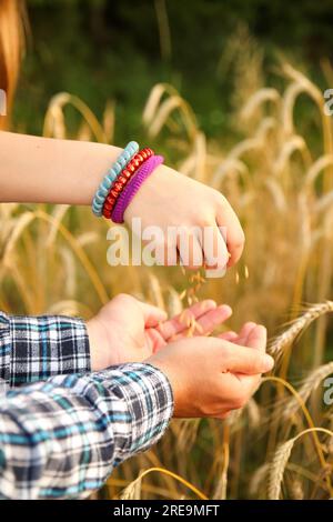 Les mains d'un agriculteur versent des grains de blé dans un champ, assurant la qualité. Les professionnels évaluent le blé. Les deux mains masculines et féminines contribuent au Banque D'Images