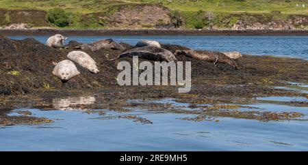 Loch Dunvegan, île de Skye, Écosse, Royaume-Uni. 5 juin 2023. Phoques gris pondus sur des rochers recouverts d'algues au large de Dunvegan, île de Skye dans le H écossais Banque D'Images